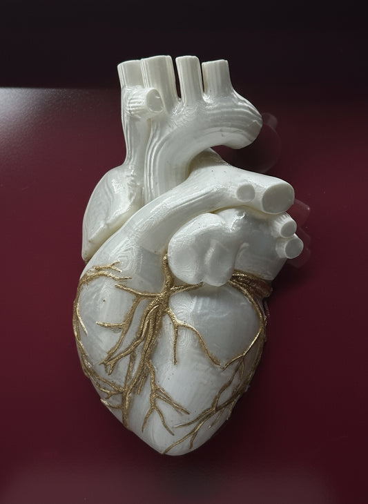 Cuore Anatomico