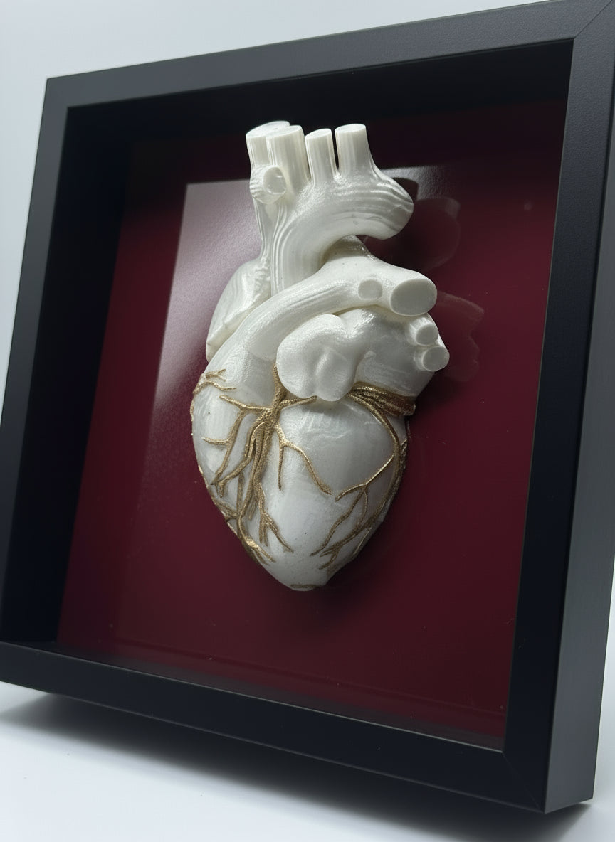 Cuore Anatomico