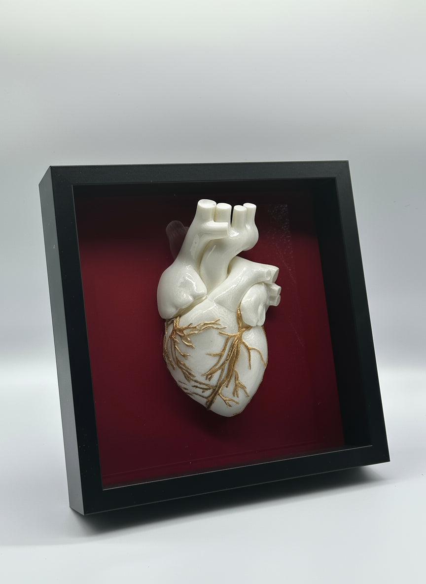 Cuore Anatomico